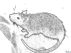 rat Coloring Pages To Print